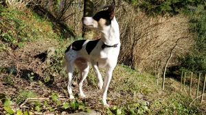 Uplatz profile picture of Henrik Mogensen